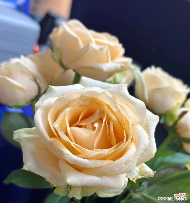 香槟玫瑰代表什么?它的花语有何特别之处?