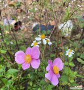 粉碗花的含义是什么？它的寓意有何特别之处？