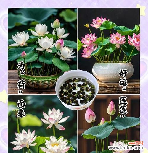 粉碗花的含义是什么?它的寓意有何特别之处?