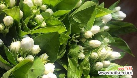 茉莉花语中的“发疯”代表什么?