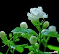 茉莉花语中的“发疯”代表什么？