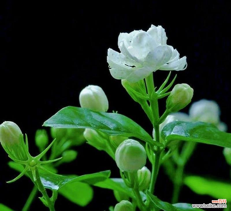 茉莉花语中的“发疯”代表什么?