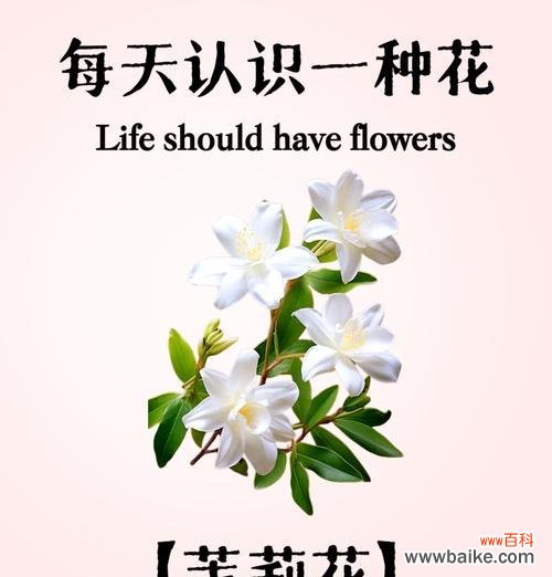 茉莉花语中的“发疯”代表什么?