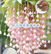 铃兰配百合是什么花语？这两种花搭配有什么特别含义？