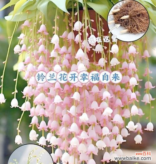 铃兰配百合是什么花语？这两种花搭配有什么特别含义？