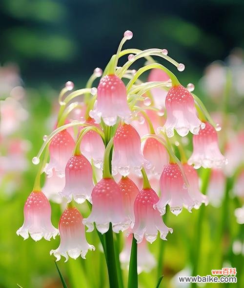 铃兰配百合是什么花语？这两种花搭配有什么特别含义？