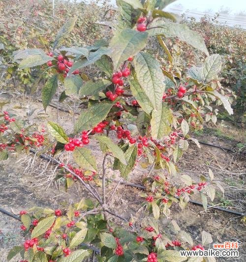 北美冬青花语有何寓意？代表什么？