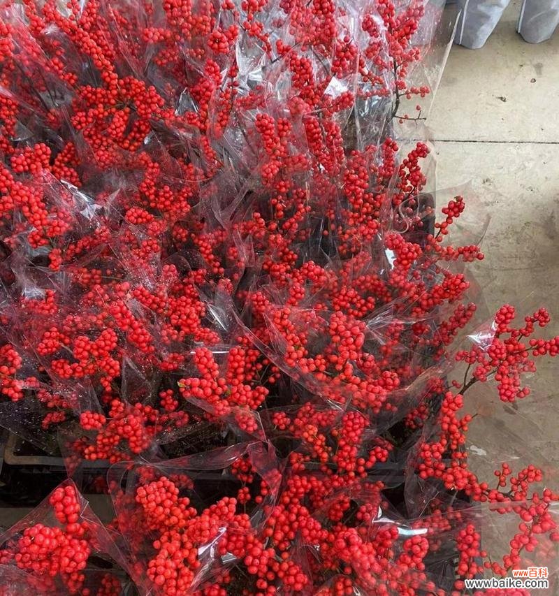 北美冬青花语有何寓意？代表什么？