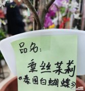 叔家孩子的花语是什么？如何用花语表达对长辈的敬爱？