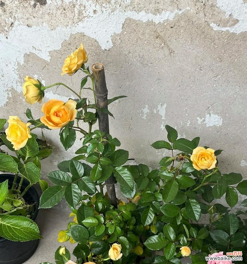 叔家孩子的花语是什么?如何用花语表达对长辈的敬爱?