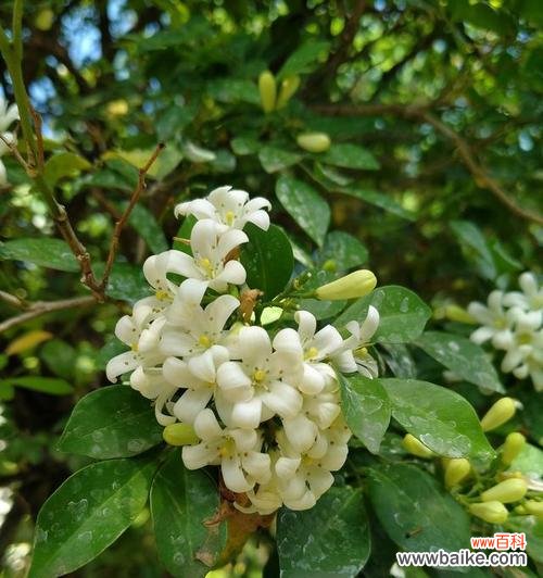 米兰花语是什么?米兰花的象征意义有哪些?