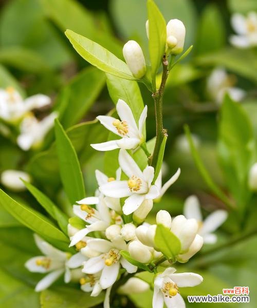 米兰花语是什么?米兰花的象征意义有哪些?