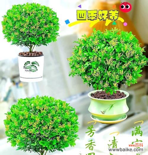 米兰花语是什么?米兰花的象征意义有哪些?