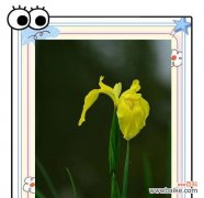 10月的花语是什么？有哪些花在10月代表特别的意义？