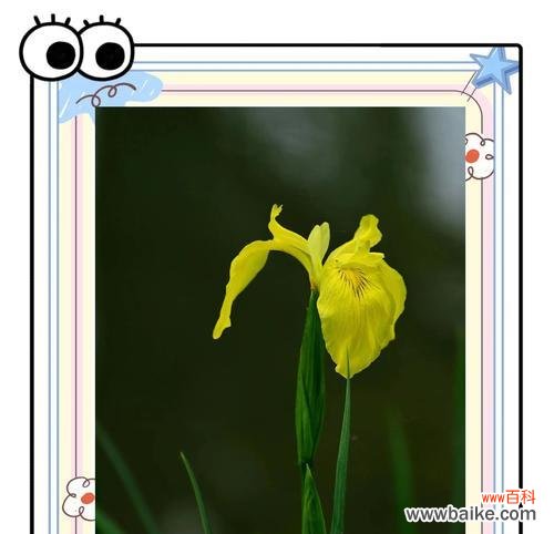 10月的花语是什么?有哪些花在10月代表特别的意义?