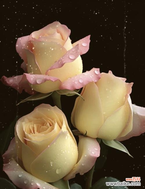 香槟玫瑰的花语有何含义？它代表了什么？