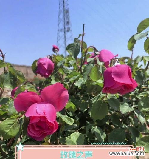 玫瑰花语背后的情话有哪些？