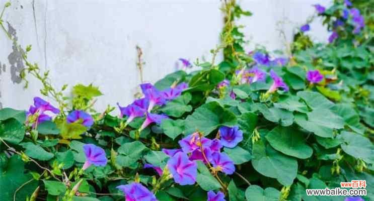 矮牵牛花的花语和象征，及其在文化传统中的角色 矮牵牛花语的意义与传承