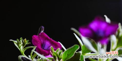 矮牵牛花的花语和象征，及其在文化传统中的角色 矮牵牛花语的意义与传承