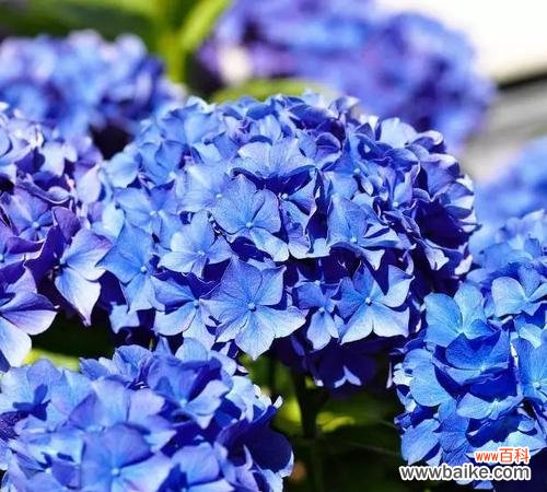 揭秘八仙花的花语及其深藏的传说 八仙花花语与传说