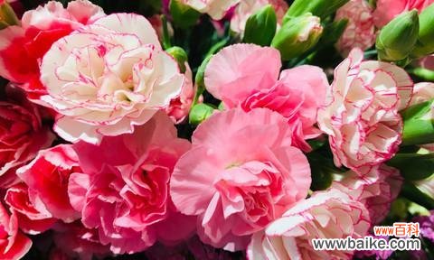 探索康乃馨花的深层含义与美丽 康乃馨花的寓意与象征