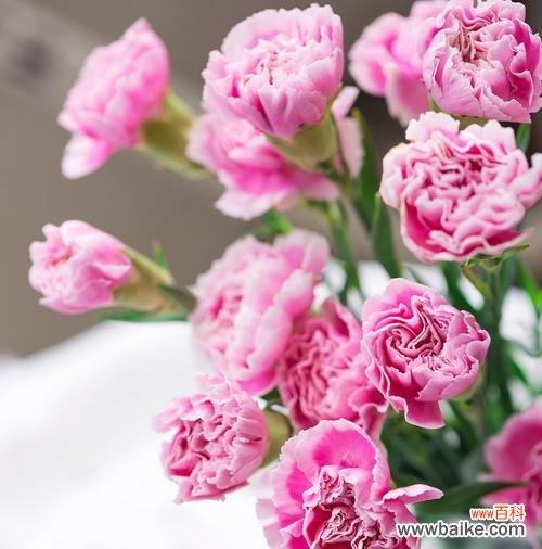 每朵康乃馨都代表着一种情感 康乃馨的花语与象征意义