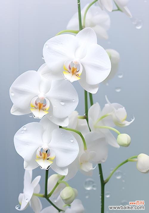 花语中自信且真诚是什么意思？它代表了怎样的情感？