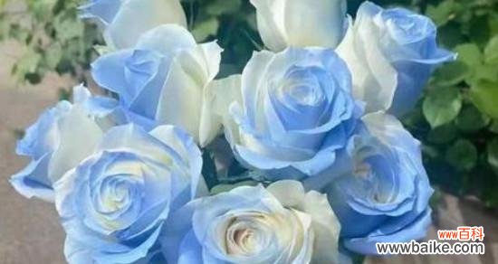 青色玫瑰的花语有何特别之处？青色玫瑰在花语中象征着什么？