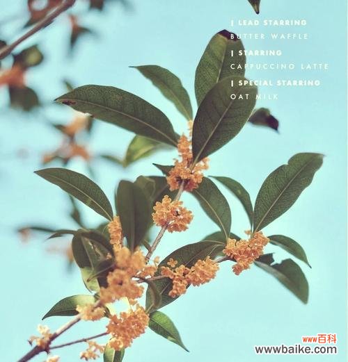 青色玫瑰的花语有何特别之处？青色玫瑰在花语中象征着什么？