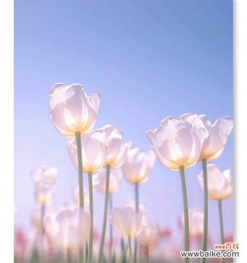 蓝色黑武士花语是什么?这种花语通常用于什么场合?