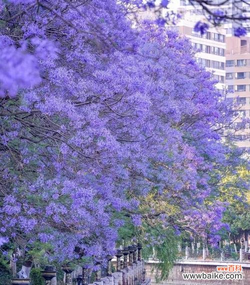 蓝色黑武士花语是什么?这种花语通常用于什么场合?