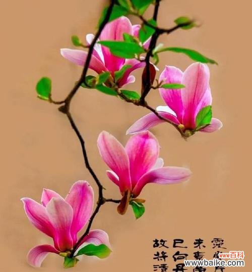 道具玉兰的花语是什么？它代表了哪些情感？