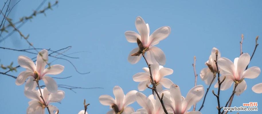 道具玉兰的花语是什么？它代表了哪些情感？