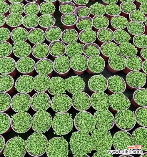 甘露一叶一芽是什么花语?这个花语代表了什么?