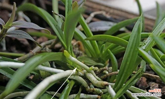 甘露一叶一芽是什么花语?这个花语代表了什么?