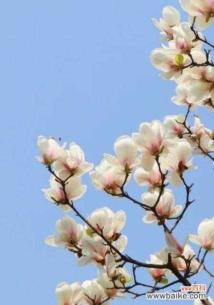 5月3日有特别的花语吗？