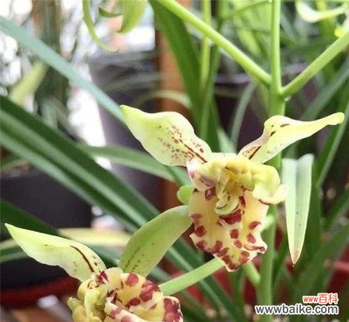 铁心兰凤梨的寓意和花语是什么？