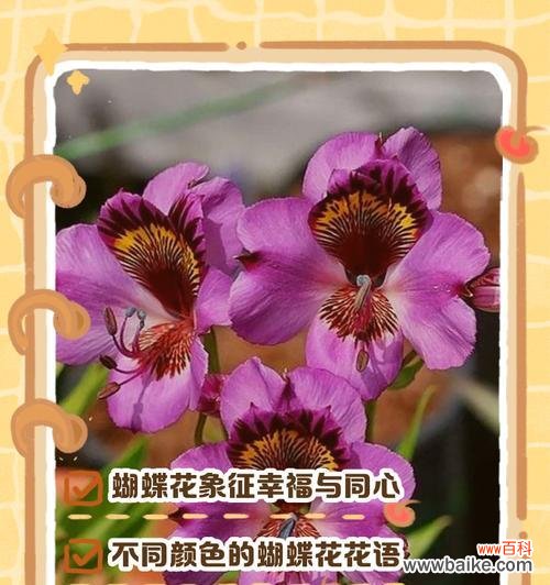 蓝白蝴蝶花象征着什么?它的花语有何深意?