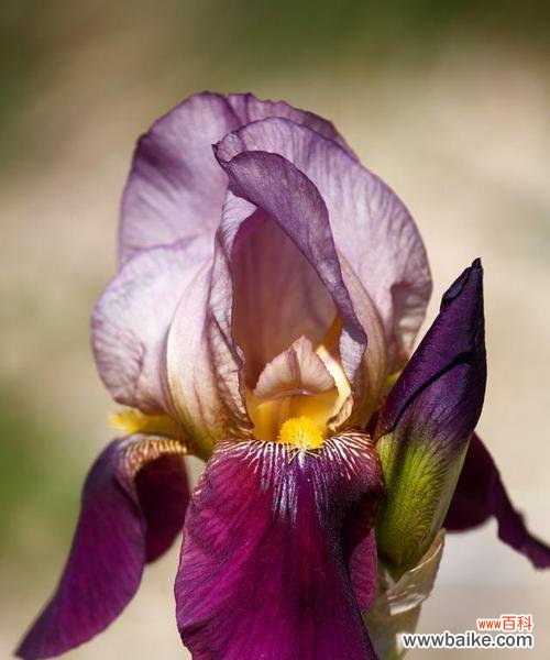 蓝白蝴蝶花象征着什么?它的花语有何深意?