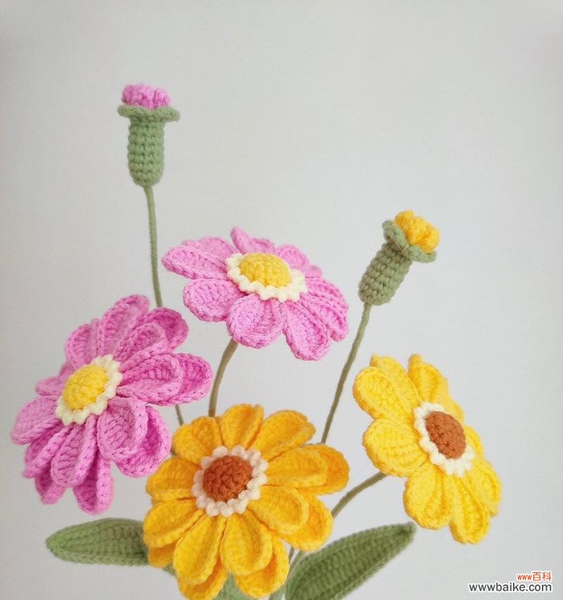 吉祥菊的花语与寓意有何不同？