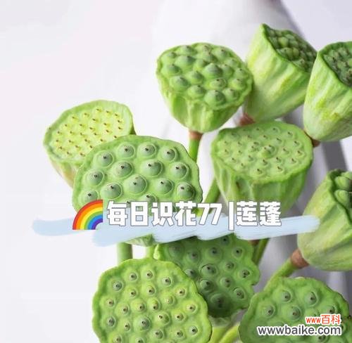 紫沙莲蓬的寓意和花语有哪些？