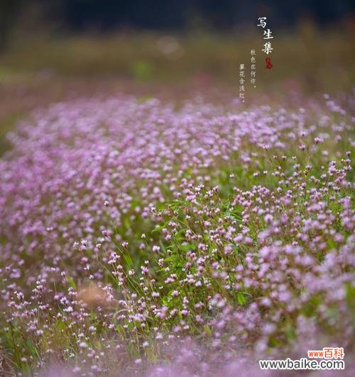 蓼花的花语是什么意思？蓼花代表什么含义？