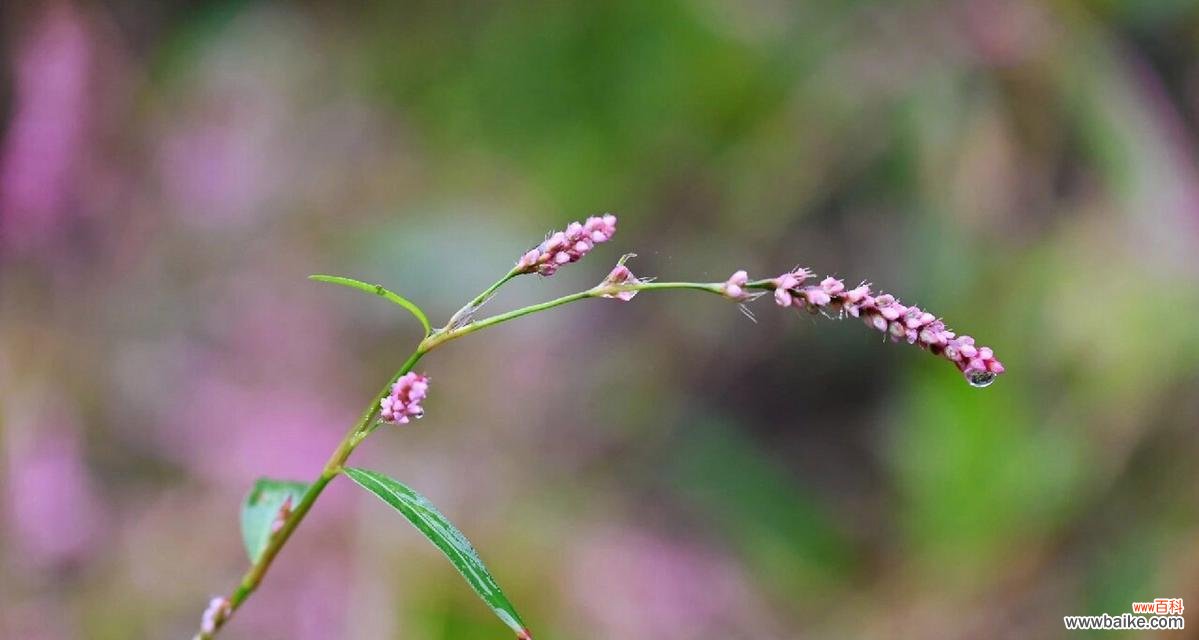 蓼花的花语是什么意思？蓼花代表什么含义？