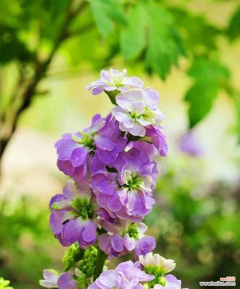 低调花语传达了哪些信息？