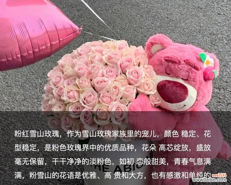 粉红雪山玫瑰搭配花语有何特别之处?