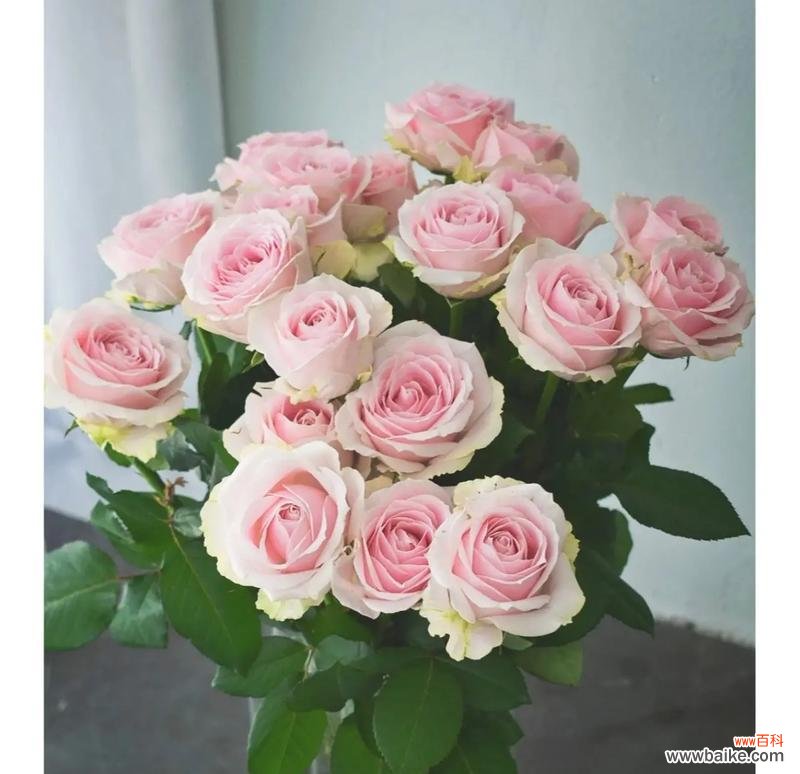 粉红雪山玫瑰搭配花语有何特别之处?