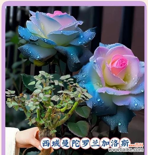 绿玫瑰老桩的花语有何特别之处?