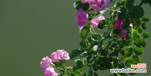 澳洲野蔷薇的美丽与象征意义 澳洲野蔷薇花语