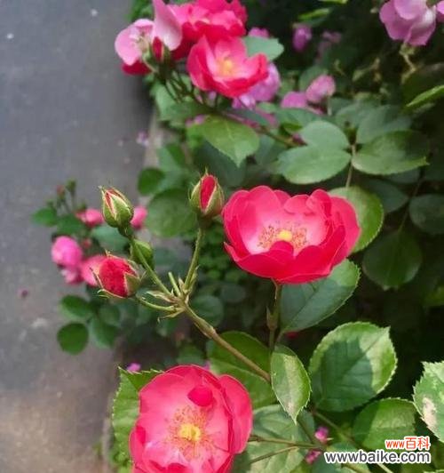 澳洲野蔷薇的美丽与象征意义 澳洲野蔷薇花语