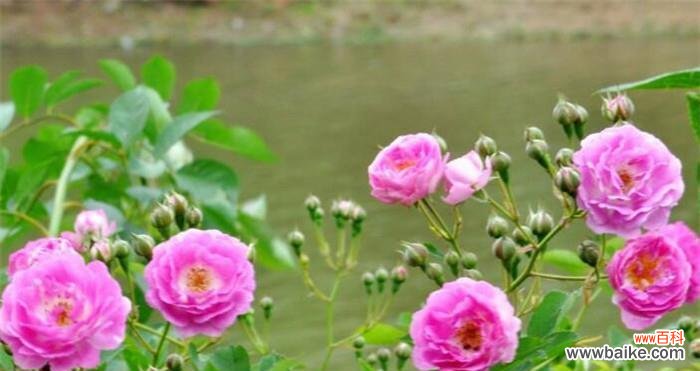 澳洲野蔷薇的美丽与象征意义 澳洲野蔷薇花语